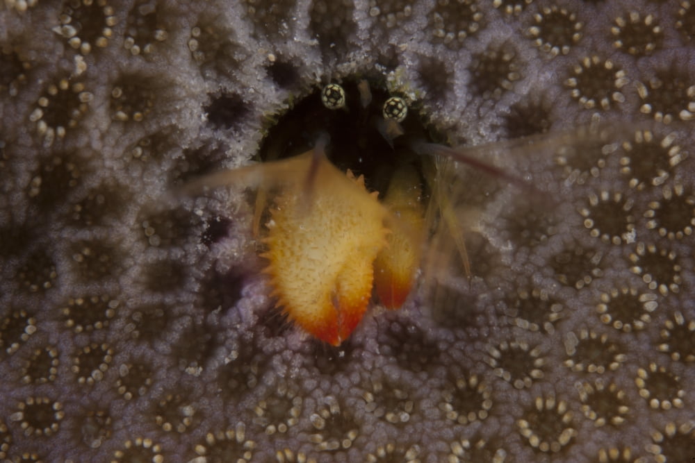 Small hermit crab living in an abandoned coral polyp hole Fiji Canvas Art - Terry MooreStocktrek Images (18 x 12)
