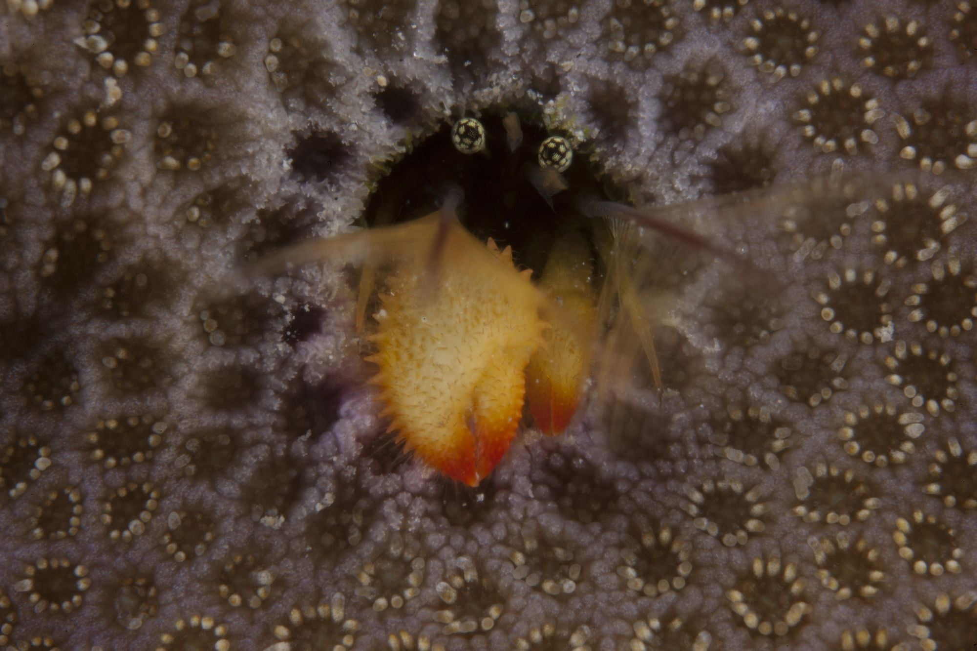 Small hermit crab living in an abandoned coral polyp hole Fiji Canvas Art - Terry MooreStocktrek Images (35 x 23)