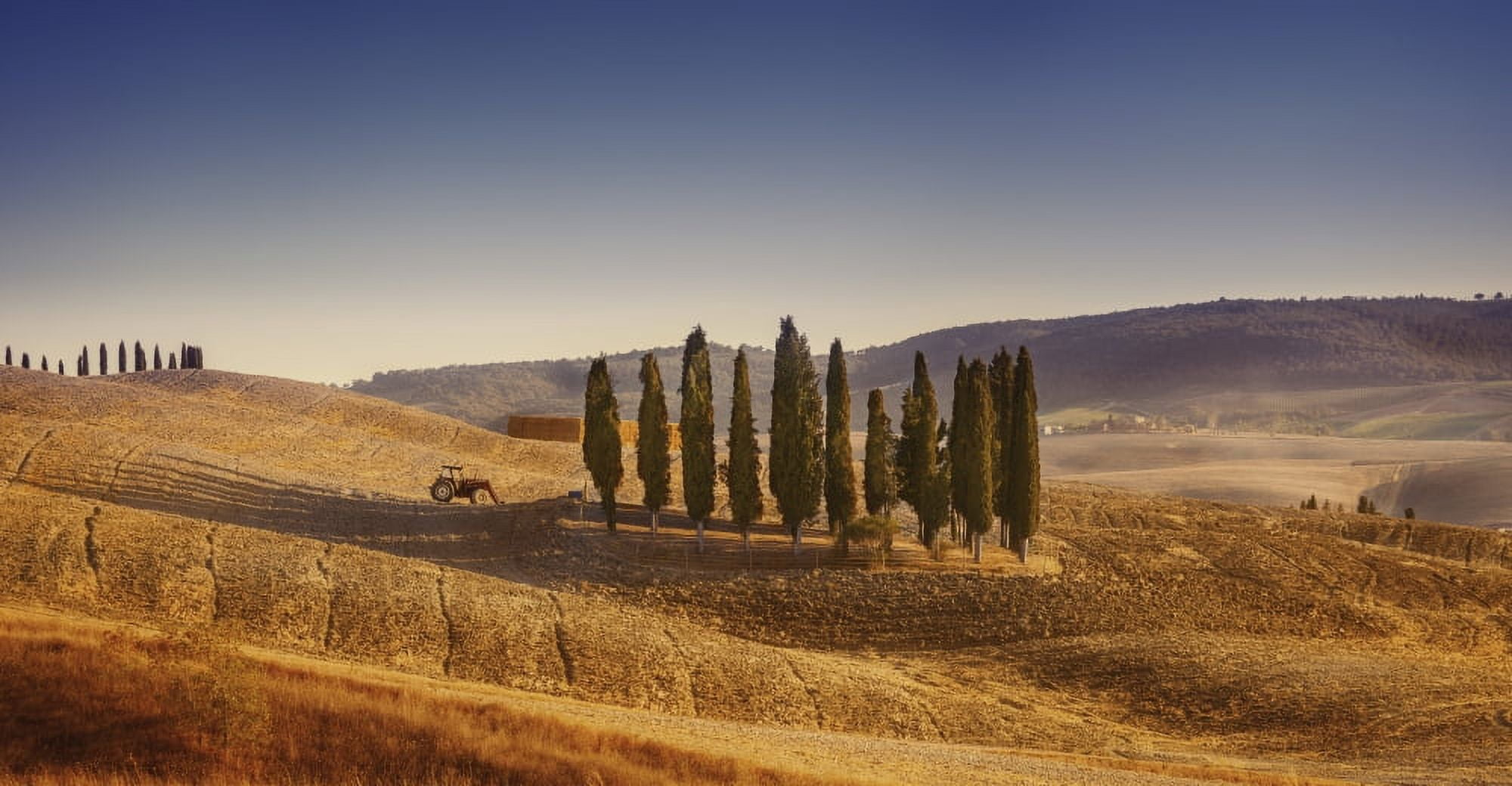 Small isle of cypress trees in a field in the evening Tuscany Italy Canvas Art - Evgeny KuklevStocktrek Images (39 x 21)