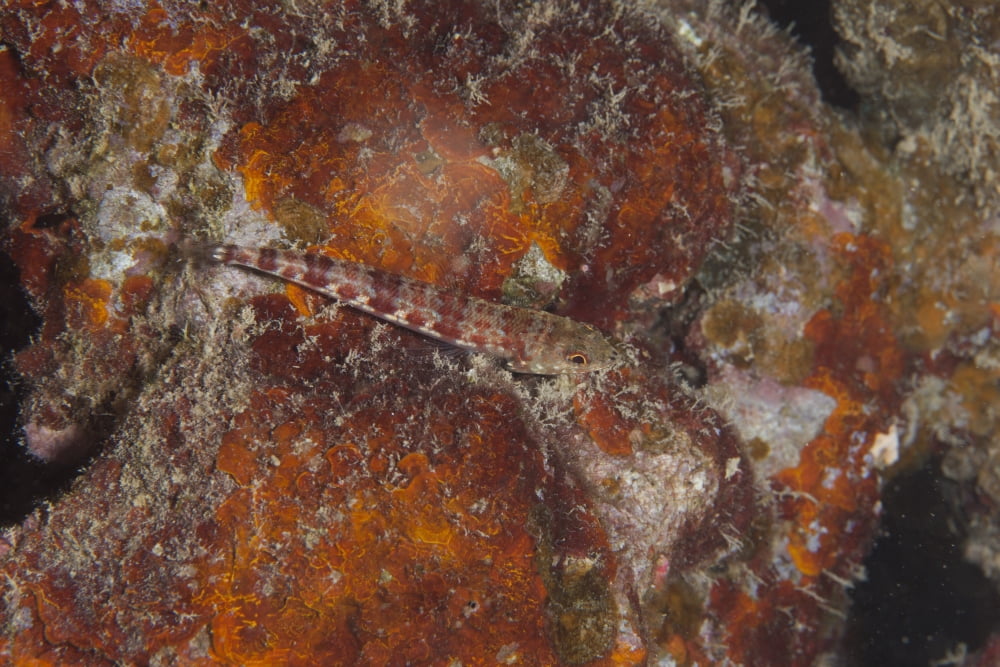 Small lizardfish Fiji Canvas Art - Terry MooreStocktrek Images (18 x 12)