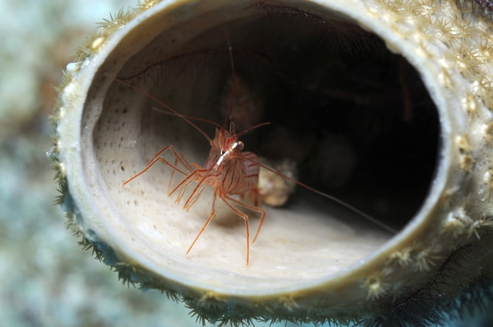 Small peppermint shrimp inside of tube sponge in Caribbean Canvas Art - Karen DoodyStocktrek Images (18 x 12)