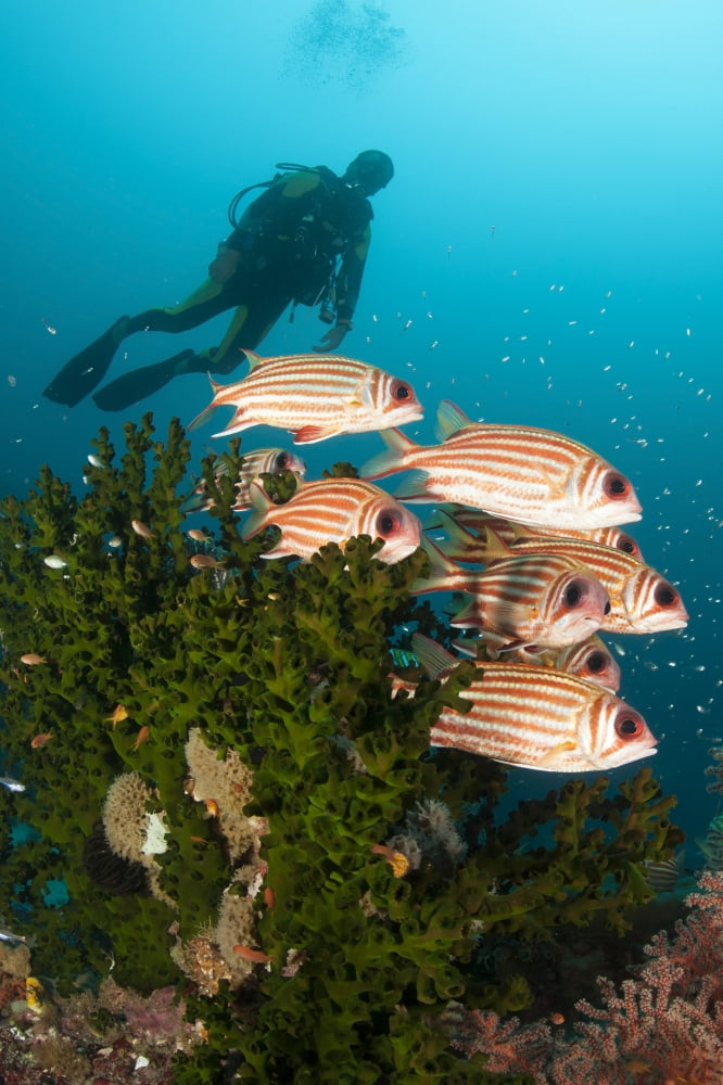 Small school of redcoat squirrelfish amongst coral as diver approaches Canvas Art - Steve JonesStocktrek Images (12 x 18)