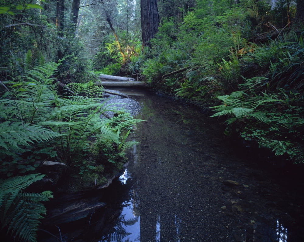 Small stream flowing through Redwoods National and State Parks California Canvas Art - Panoramic Images (9 x 27)