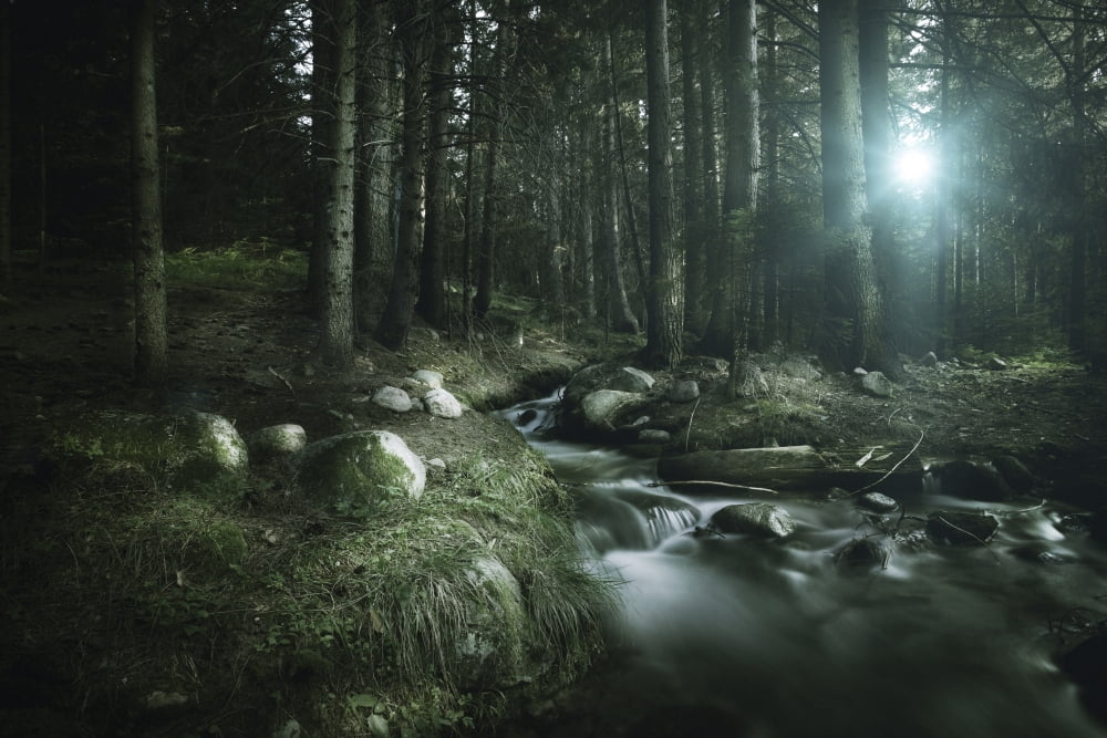 Small stream in a forest Pirin National Park Bansko Bulgaria Canvas Art - Evgeny KuklevStocktrek Images (18 x 12)