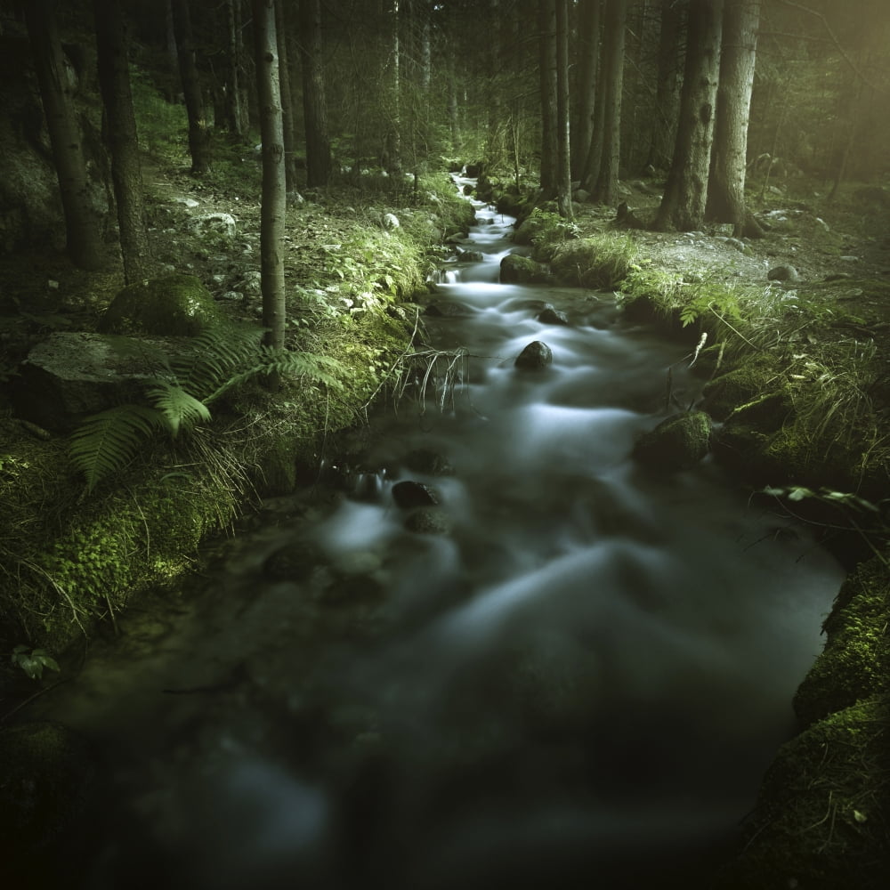Small stream in a forest Pirin National Park Bansko Bulgaria Canvas Art - Evgeny KuklevStocktrek Images (29 x 29)