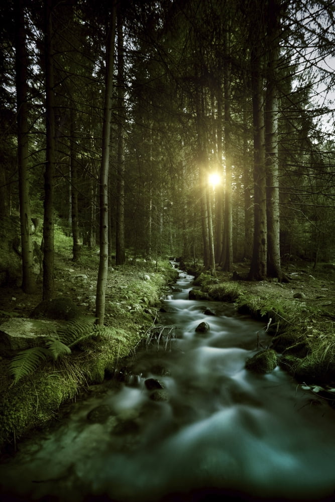 Small stream in a forest at sunset Pirin National Park Bulgaria Canvas Art - Evgeny KuklevStocktrek Images (12 x 18)