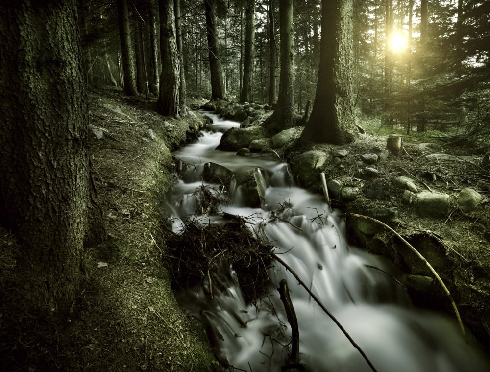 Small stream in a forest at sunset Pirin National Park Bulgaria Canvas Art - Evgeny KuklevStocktrek Images (16 x 13)