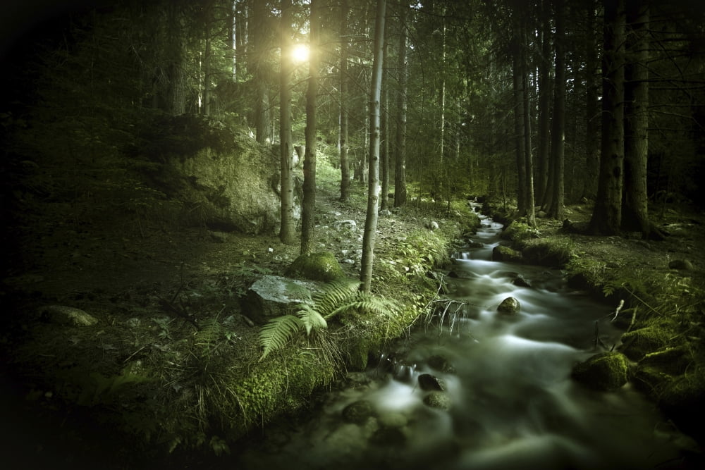 Small stream in a forest at sunset Pirin National Park Bulgaria Canvas Art - Evgeny KuklevStocktrek Images (18 x 12)