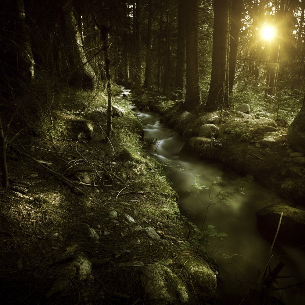 Small stream in a forest at sunset Pirin National Park Bulgaria Canvas Art - Evgeny KuklevStocktrek Images (29 x 29)