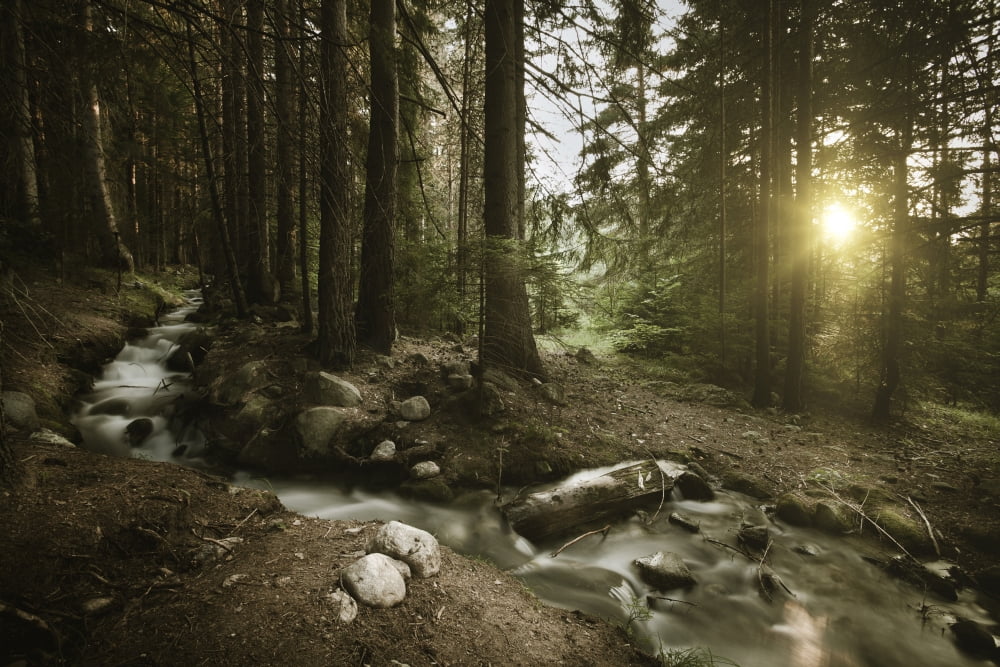 Small stream in a forest at sunset Pirin National Park Bulgaria Canvas Art - Evgeny KuklevStocktrek Images (35 x 23)