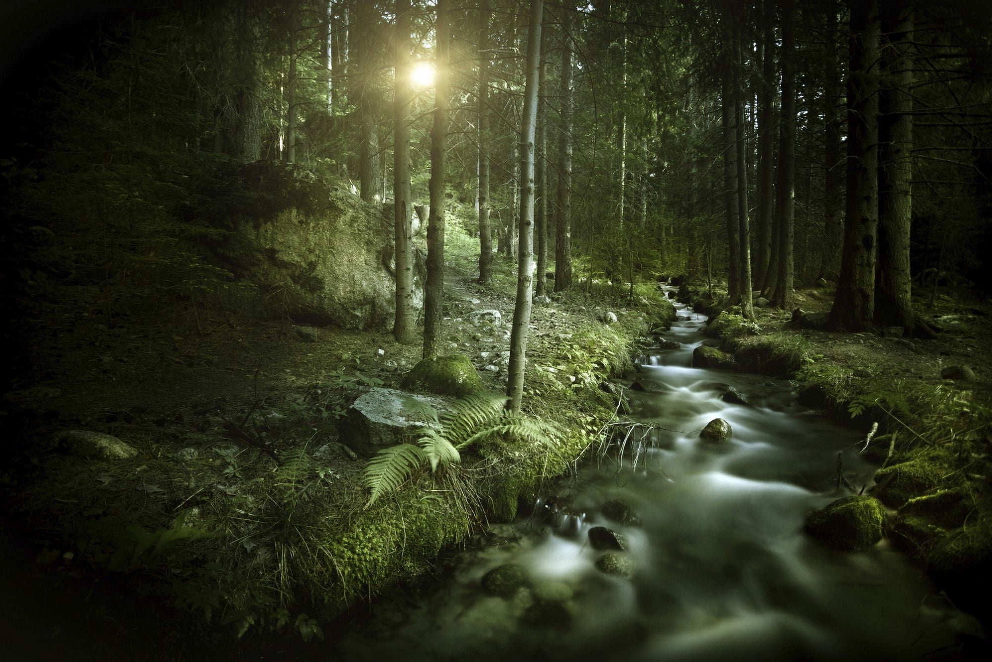 Small stream in a forest at sunset Pirin National Park Bulgaria Canvas Art - Evgeny KuklevStocktrek Images (35 x 23)