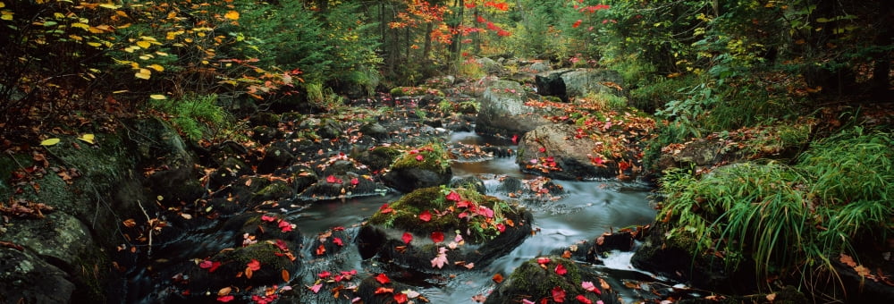 Small stream in fall Upper Peninsula Michigan USA Canvas Art - Panoramic Images (27 x 9)