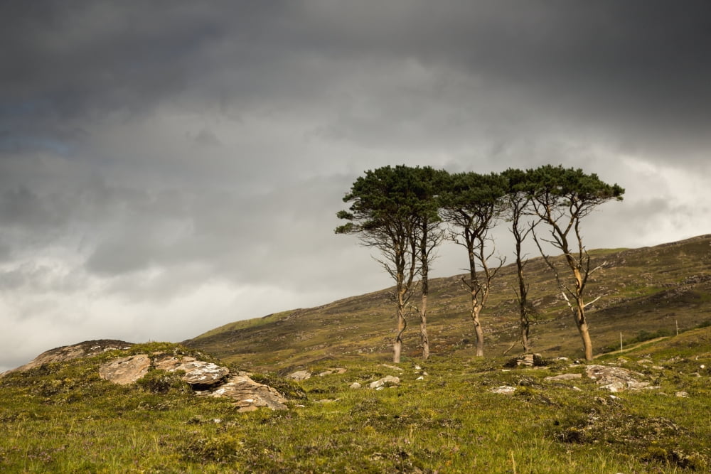 Small trees stand in a rugged field of grass and rock under a cloudy skyApplecross peninsula scotland Canvas Art - John Short Design Pics (19 x 12)
