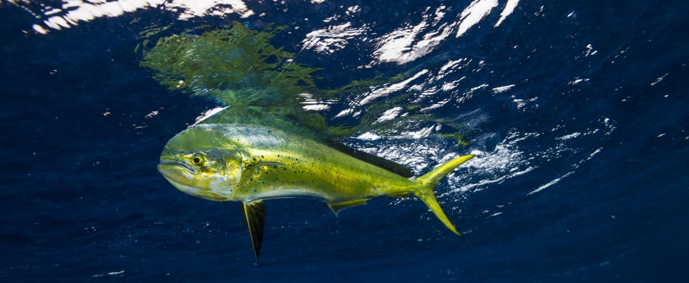 Smaller Dorado (Coryphaena hippurus) caught now swims below the water surface Durban South Africa Canvas Art - Panoramic Images (36 x 12)