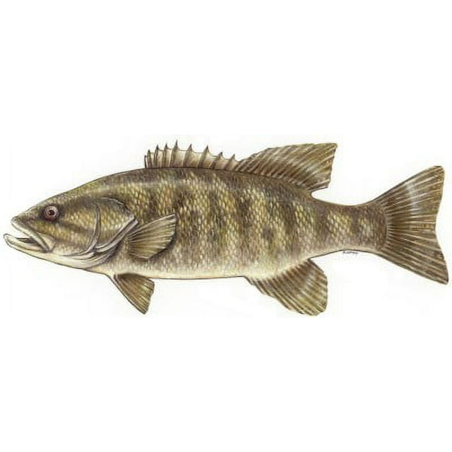 Smallmouth Bass Decal - Walmart.com