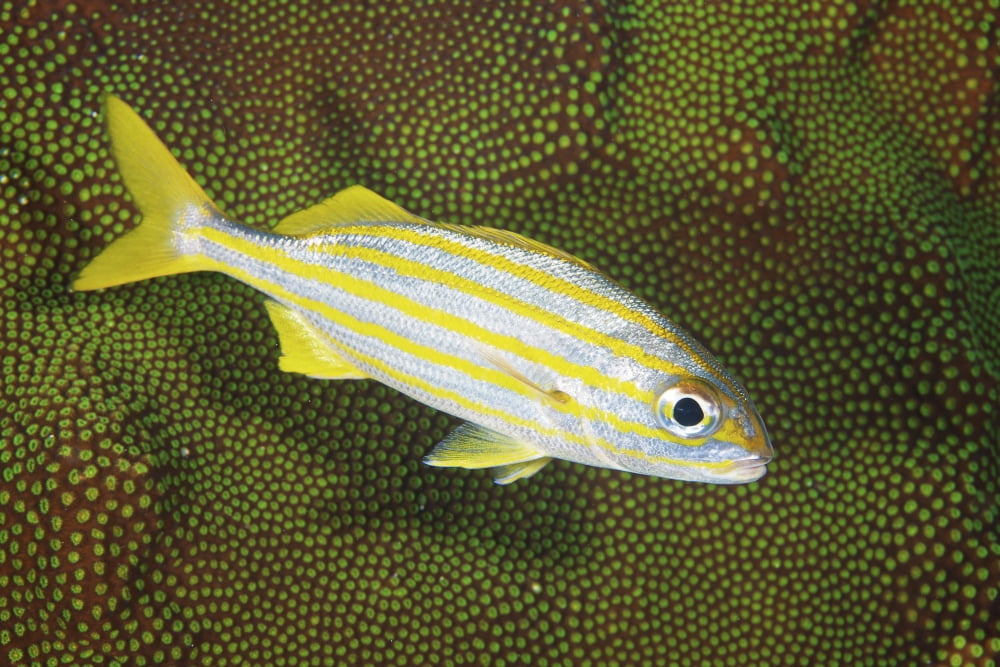 Smallmouth Grunt nestles against some hard coral Canvas Art - Terry MooreStocktrek Images (18 x 12)