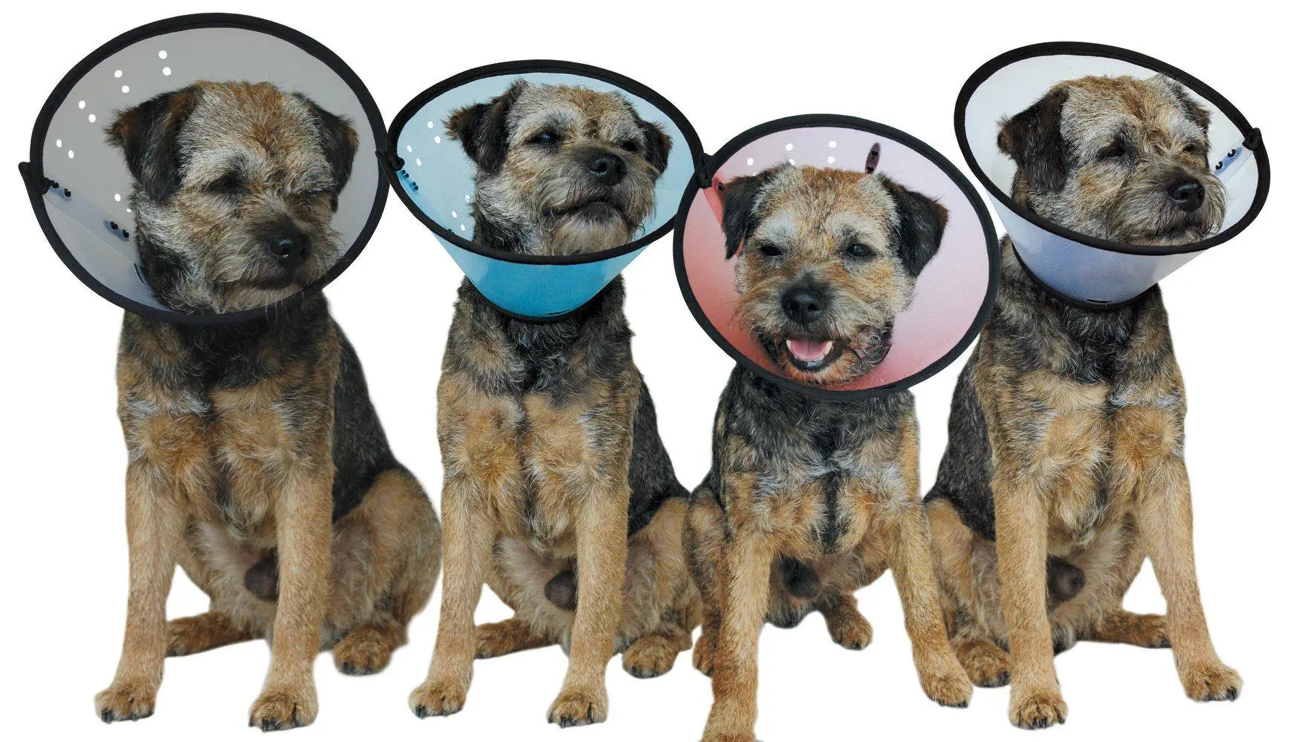 Smart Elizabethan ECollar Aids Recovery Protects for Pets