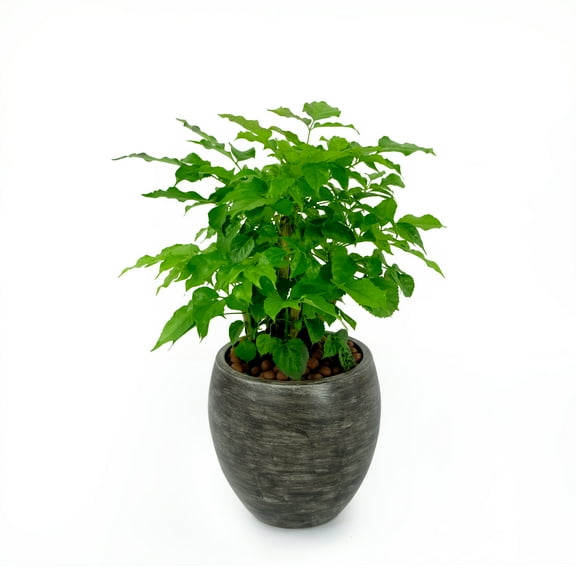 Smart Self-Watering Round Planter Pot For Indoor And Outdoor - Gray Wash