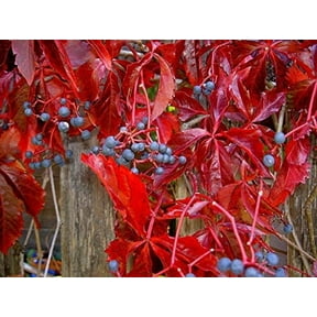 SmartMe Virginia Creeper, Parthenocissus quinquefolia, 20 Vine ct (Fall Color, Hardy)