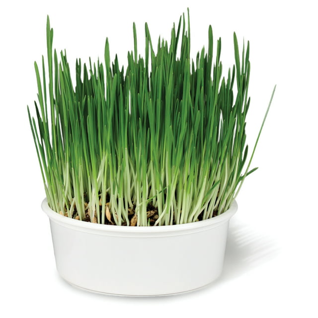 SmartyKat Sweet Greens Easy-to-Grow Cat Grass Grow Kit