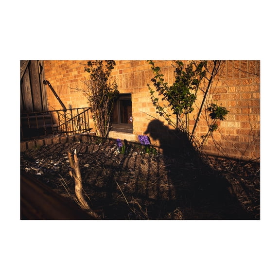 Smelling the Flowers - Queens New York Photography Flowers Rustic Architecture Nature Abstract Unframed Wall Art Print 32 x 48 inches
