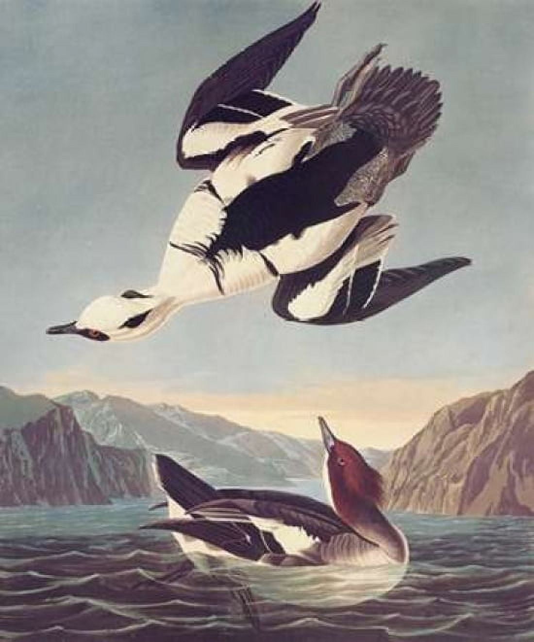 Smew Or White Nun Canvas Art - John James Audubon (20 x 24)