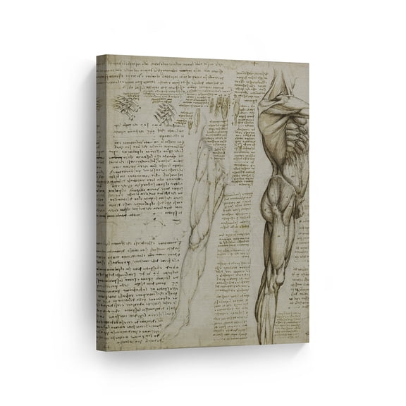Smile Art Design Human Body by Leonardo Da Vinci Canvas Wall Art Canvas Print Famous Art Painting Reproduction Fine Art Home Decor Ready to Hang- Made in USA- 12x8