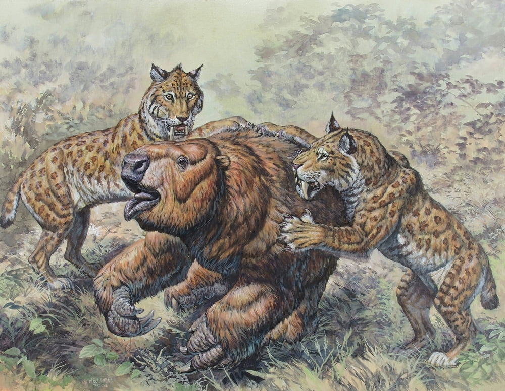 Smilodon dirk-toothed cats attacking a Glossotherium Canvas Art - Mark HallettStocktrek Images (32 x 25)
