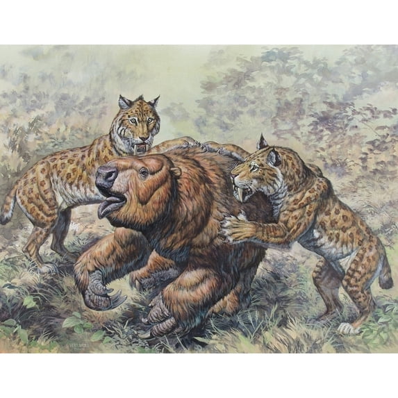 Smilodon dirk-toothed cats attacking a Glossotherium Poster Print