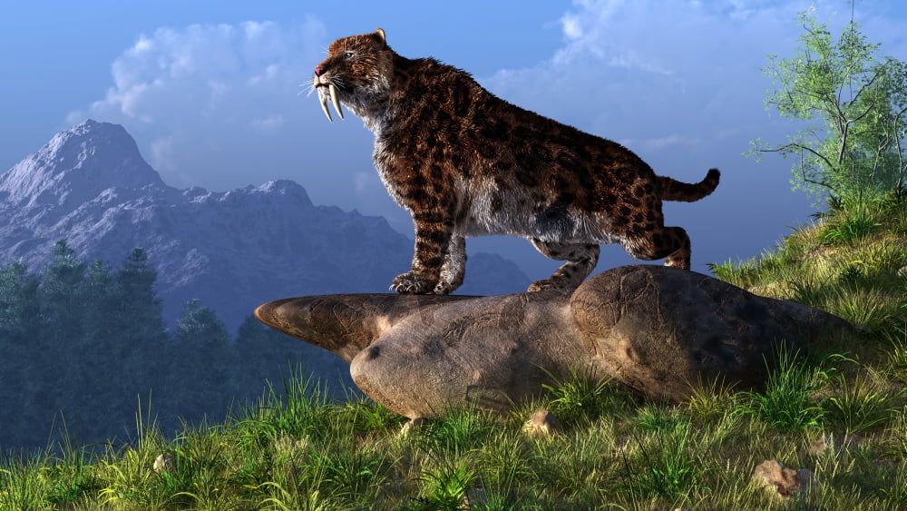 Smilodon on a mountainside Canvas Art - Daniel EskridgeStocktrek Images (19 x 11)