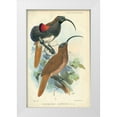 thumbnail image 1 of Smit, Joseph 22x32 White Modern Wood Framed Museum Art Print Titled - Sicklebill, Bird of Paradise, 1 of 4