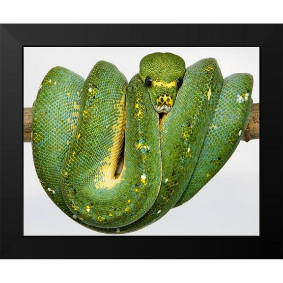 Smithsonian Institution 14x12 Black Modern Framed Museum Art Print Titled - Green Tree Python