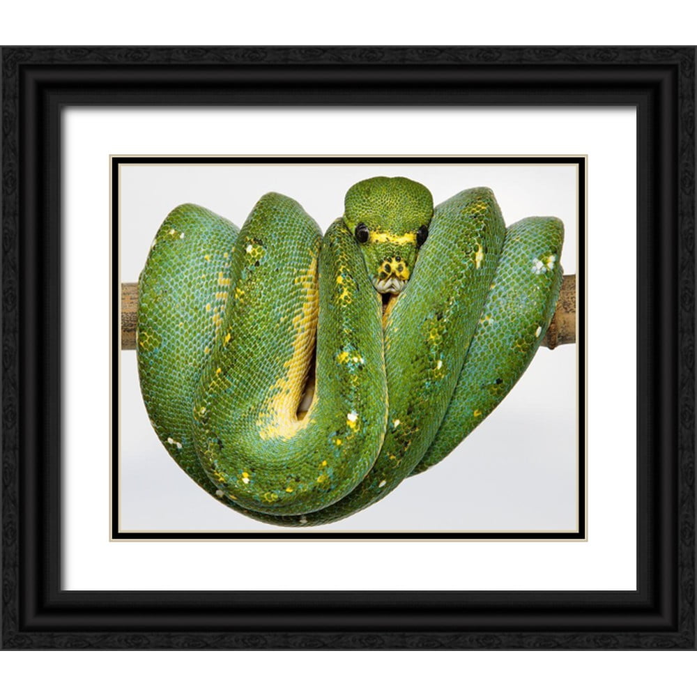 Smithsonian Institution 14x12 Black Ornate Wood Framed with Double ...