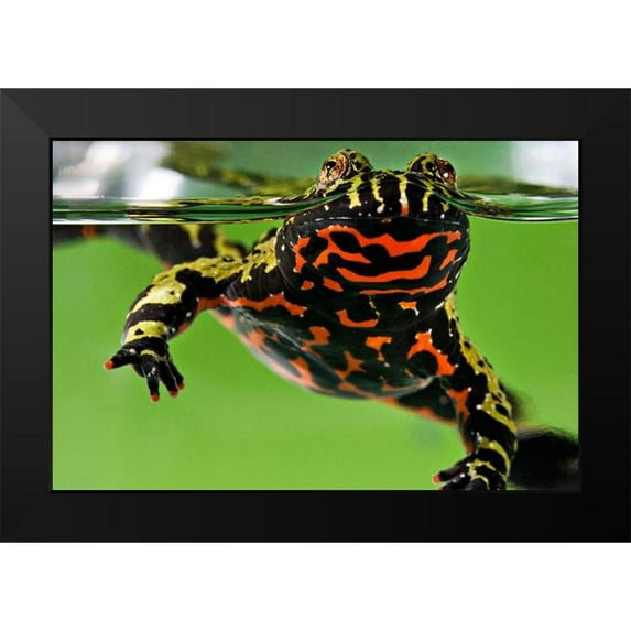 Smithsonian Institution 18x13 Black Modern Framed Museum Art Print Titled - Oriental Fire-bellied Toad