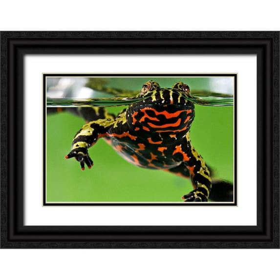 Smithsonian Institution 24x17 Black Ornate Wood Framed with Double Matting Museum Art Print Titled - Oriental Fire-bellied Toad