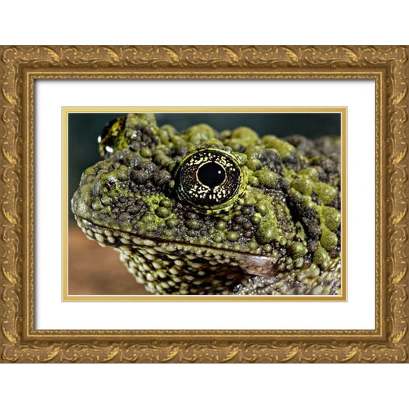 Smithsonian Institution 24x17 Gold Ornate Wood Framed with Double Matting Museum Art Print Titled - Vietnamese Mossy Frog
