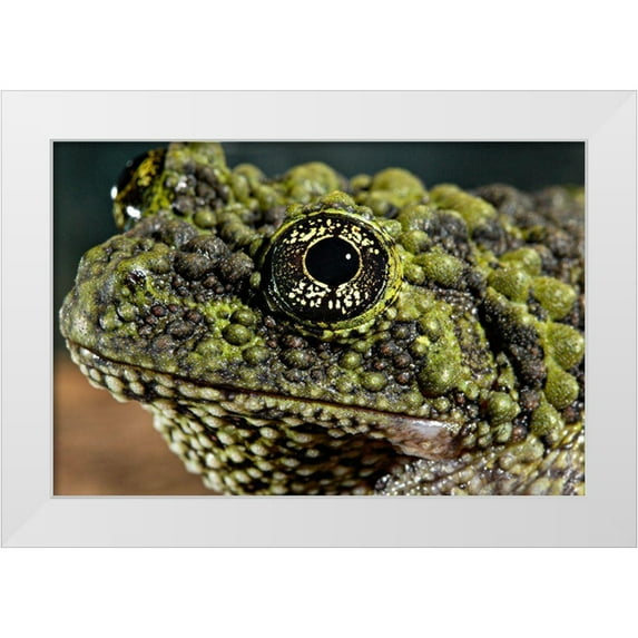 Smithsonian Institution 24x17 White Modern Wood Framed Museum Art Print Titled - Vietnamese Mossy Frog