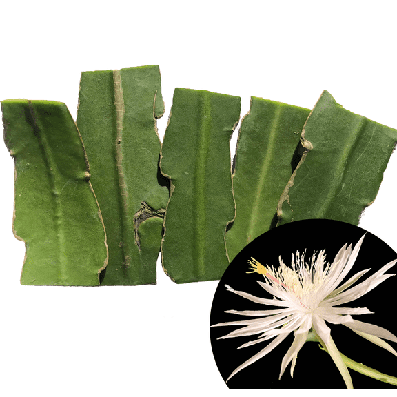 Smoke Camp CRAFTS 2-3" Queen of the Night Live Plants in 4" Grower Pots (5 Count), Organic Cuttings