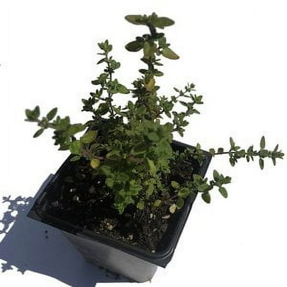 Smoke Camp CRAFTS 2.5" Lemon Thyme Live Plants in 2.5" Pots, Naturally Grown