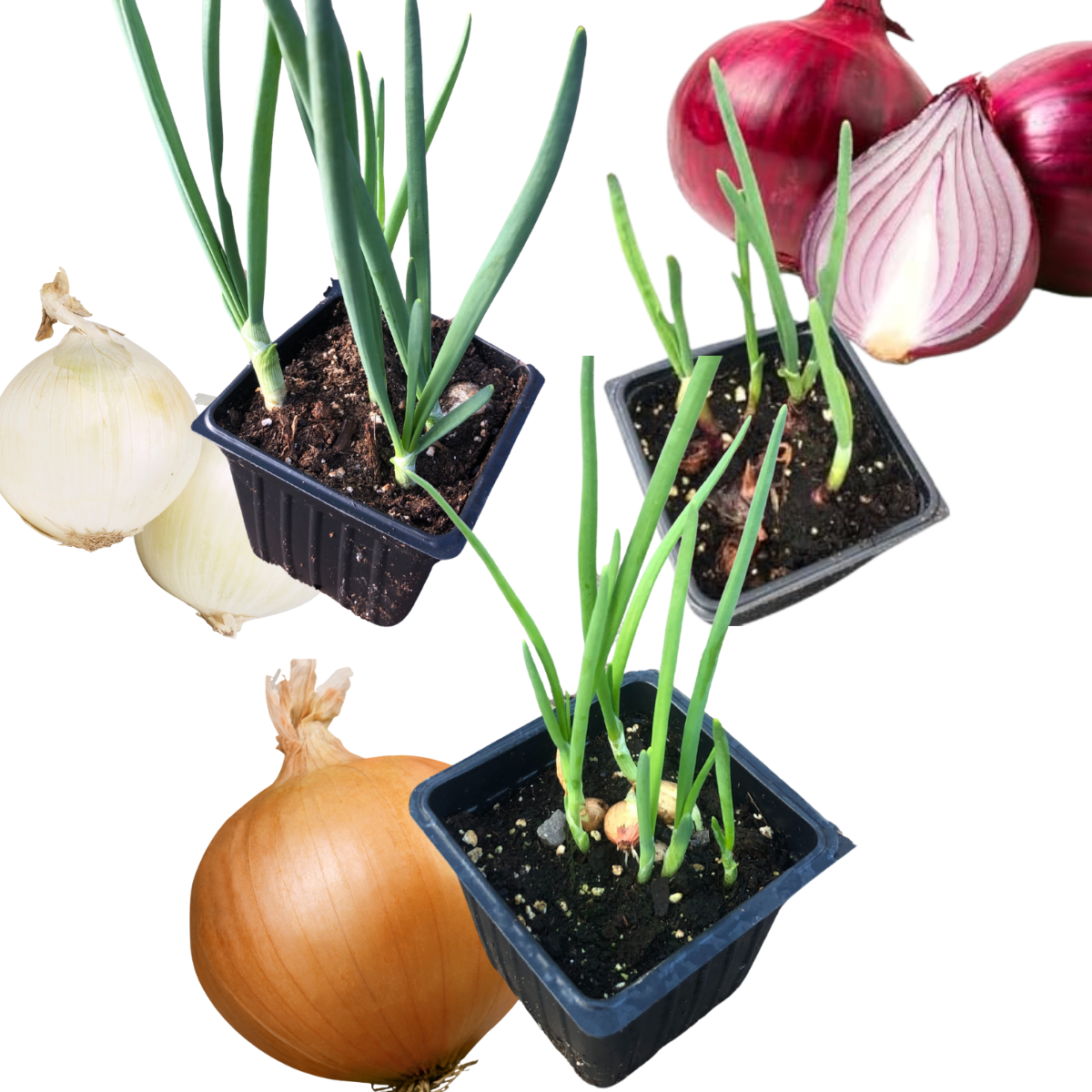 Smoke Camp Craft Live Onion Plant Collection in 2.5-inch Pots- Red, White, and Yellow Onions for Green Onions or Planting