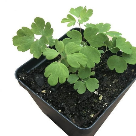 Smoke Camp Crafts Eastern Red Columbine Live Plants in 2.5" Pots, Naturally Grown, Native Plant