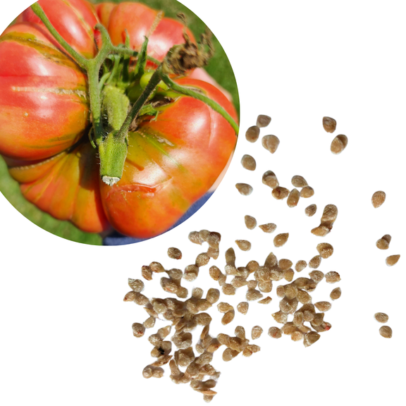 Smoke Camp Crafts Organic Belgian Giant Tomato (Solanum lycopersicum) 150 Organic Seeds (0.5 gram) by Smoke Camp Crafts - Open-Pollinated Heirloom Tomato