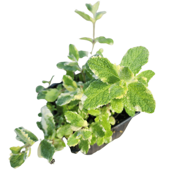 Smoke Camp Crafts Organic Pineapple Mint (Mentha suaveolens) Live Plant in 2.5-inch Pot