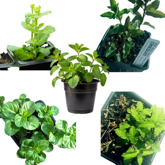 Smoke Camp Crafts Plant Pack - Mint Medley Collection: 5-Variety Live Mint Plant Set in 2.5" Pots  Perfect for Culinary Use, Aromatherapy, and Gardening