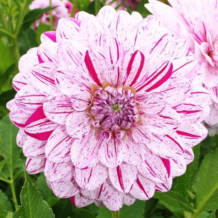 Smokey Decorative Dahlia Flower Bulbs - HUGE Blooms up to 10" WIDE - Deer Resistant - Good as Cut Flowers - Grows Well In Containers - Easy to Grow Live Plants - Outdoor Garden