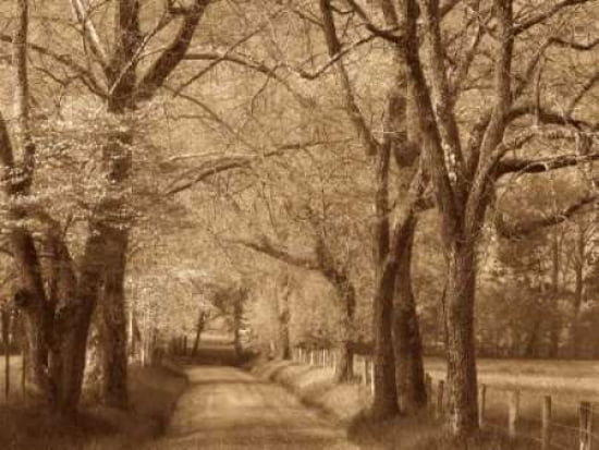 Smokies Road Canvas Art - Wendy Caro (18 x 24)