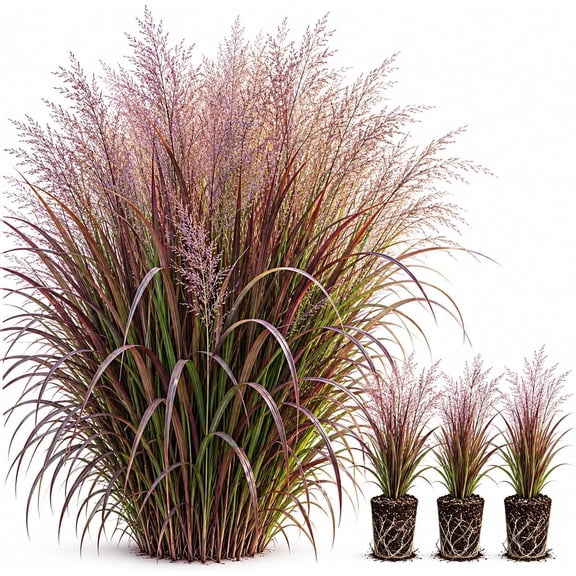 Smoking Gun Switchgrass Live Starter Plant Plug Panicum virgatum Burgundy Red Ornamental Grass Perennial Tall Landscape Grass, 1 Plug