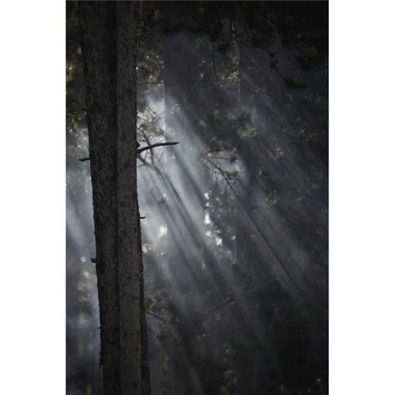 Smoky Sunlight Filtering Through The Trees in a Forest Yellowstone National Poster Print by Nick Dale - 12 x 19
