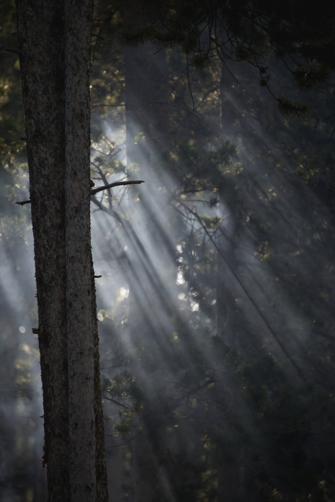 Smoky sunlight filtering through the trees in a forest Yellowstone National Park Wyoming United States of America Canvas Art - Nick Dale Design Pics (12 x 19)
