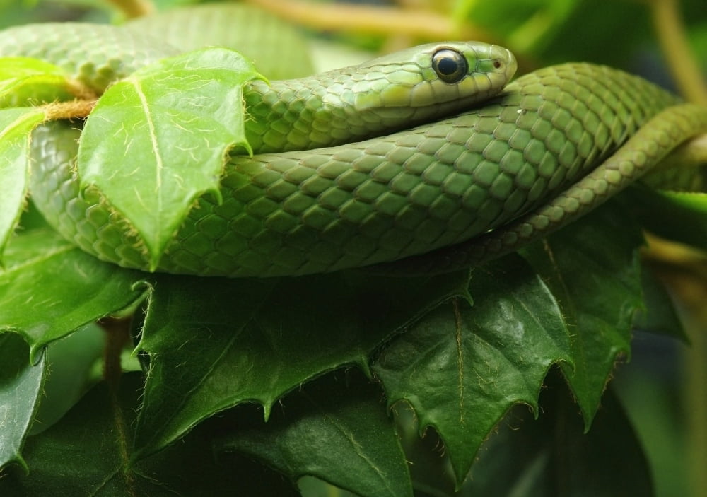 Smooth Greensnake (Captive) Liochlorophis (Opheodrys) Vernalis Ecomuseum Steannedebellevue Quebec Canada Canvas Art - Steeve Marcoux Design Pics (18 x 13)